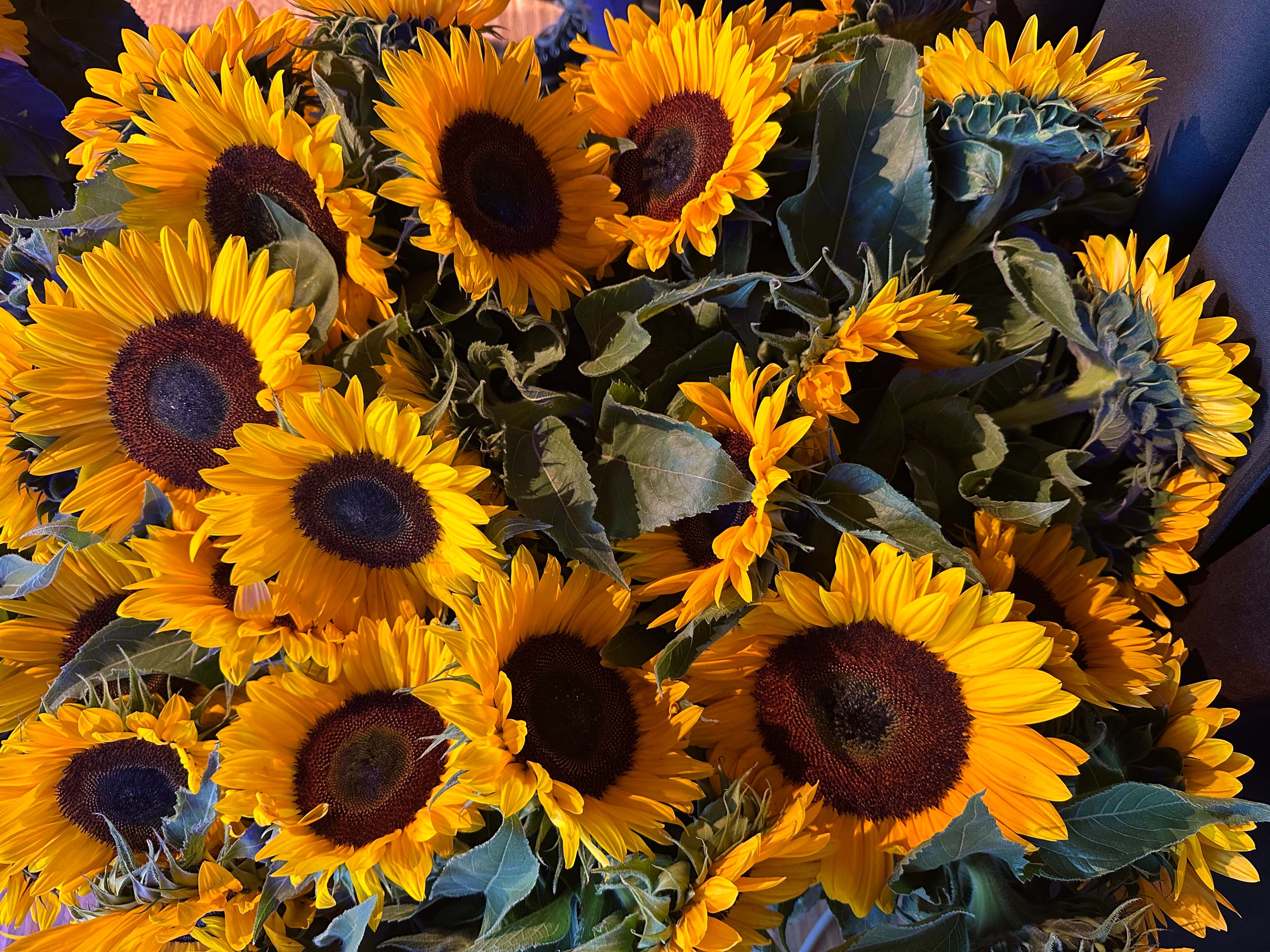 Sonnenblumen